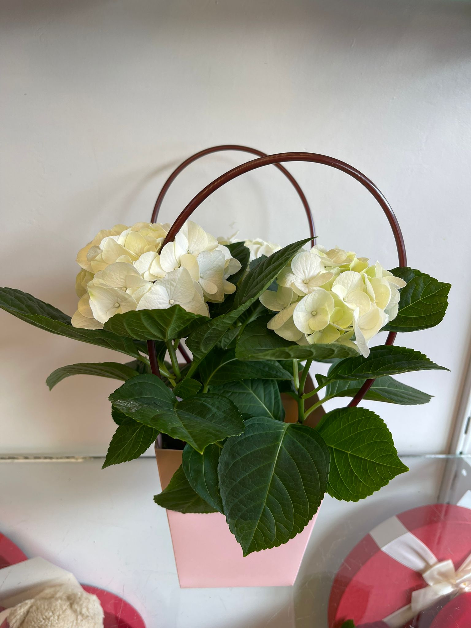 make it flat Shiny veteran Hortensie ghiveci – Floraria Jaqueline